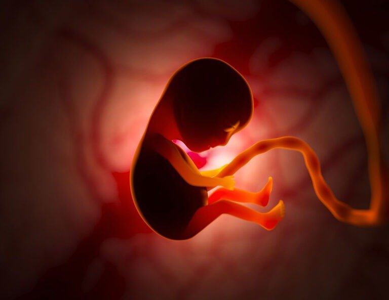 मानव जीवन कहिलेदेखि सुरु हुन्छ? 2 womb