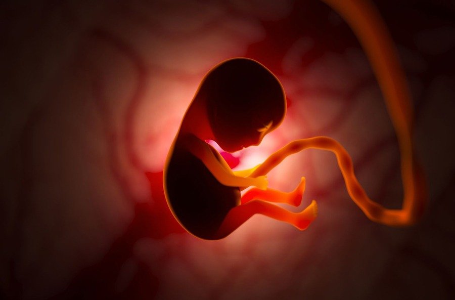 womb